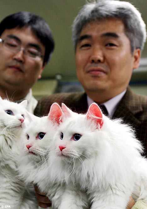 South Korean Scientists Create Glowing Cats!